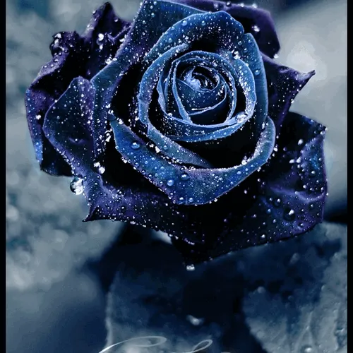 Roses and reality