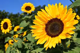 sunbase