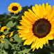 sunbase