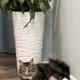 The cat and the flower