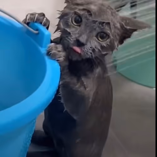 Soggy Whiskers: The Unamused Cat’s Bathtime Plight
