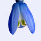 FLoRaN