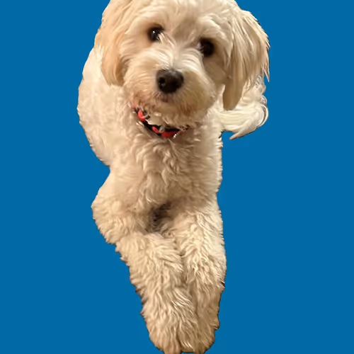 Charlotte, crypto's favorite cockapoo