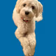 Charlotte, crypto's favorite cockapoo