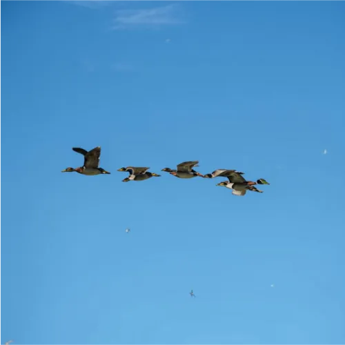ducks flying in a wedge