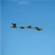 ducks flying in a wedge