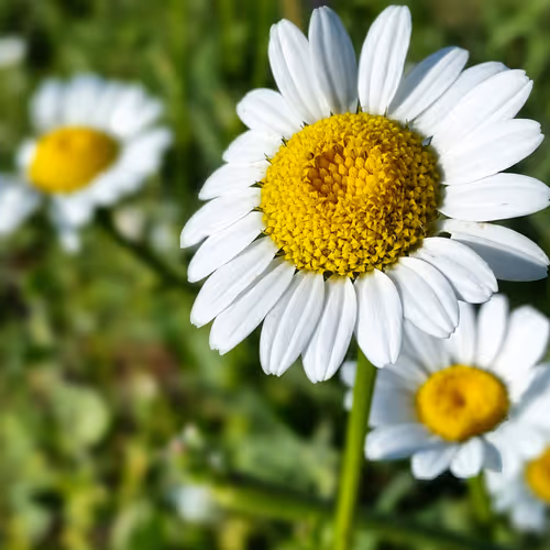 daisy