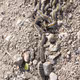 Processionary Caterpillars
