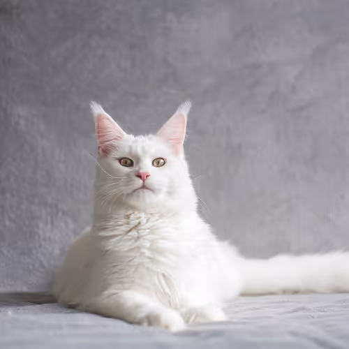 小猫