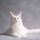 小猫