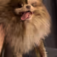 Doggo 123