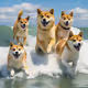 surfdog