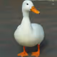 Oohlala