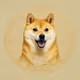 JDOG