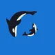 Killer whales