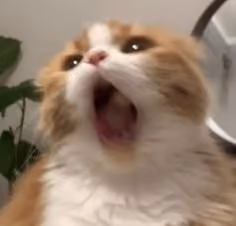 nnffd888