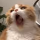 nnffd888