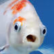based images by fish