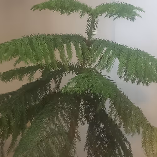 basepalm
