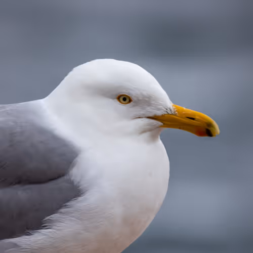 beautiful birds