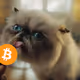 Mister  Miggless Bitcoin