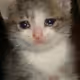 Sad Cat