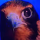 Bird Collection