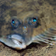 flounders