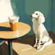 Saluki Series