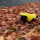 Bulldog Welcomes Fall Joyfully