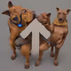 Dogy Hight