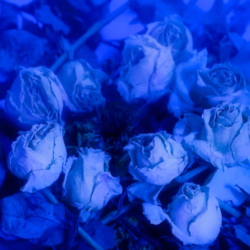 photography by riley luna