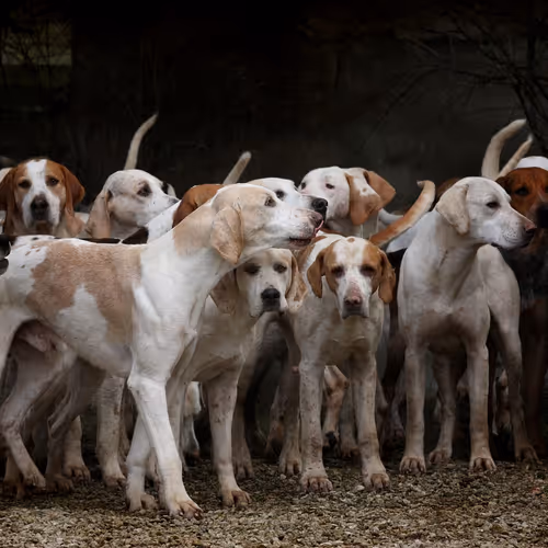 dogs base