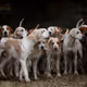 dogs base