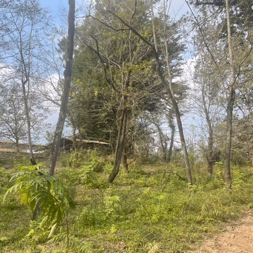 Jungle