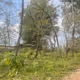 Jungle