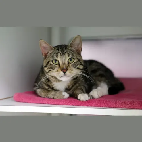 Dave the Magical Cheese Wizard