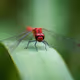 Dragonfly Insect