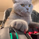 Gmeow