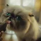 Mr Migless Like Ice Cream