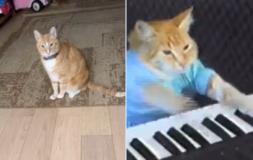 HOBBES - Ansem's Cat