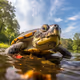 Terrapin