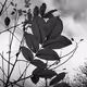 Gray Sky