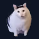my cat