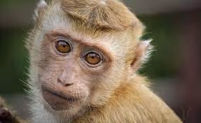Monkey