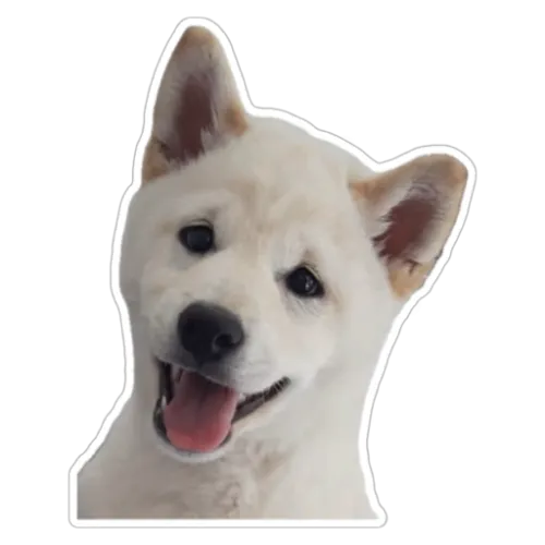 Polar Shiba Collection