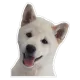 Polar Shiba Collection