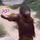 GIB YOU XP