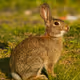 BASE RABBIT