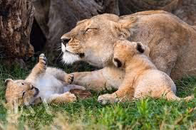 родительская любовь